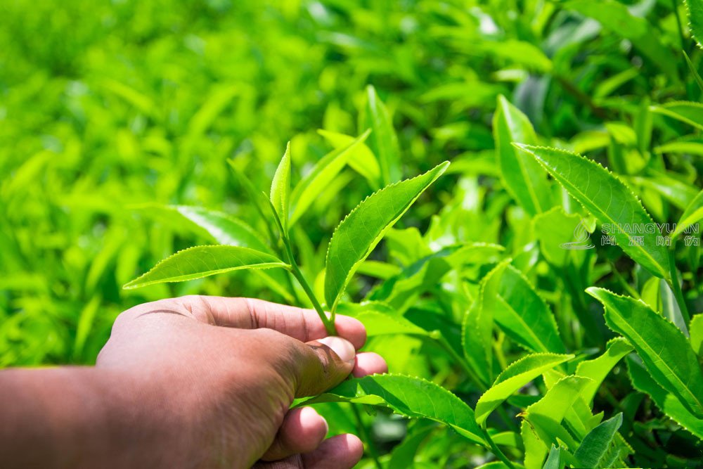 茶叶防伪标签如何带动数据营销